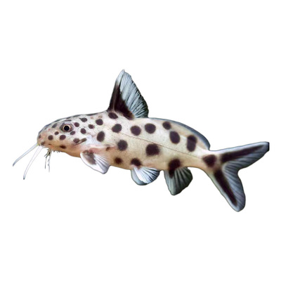 白金豹皮热带淡水鱼好养耐活