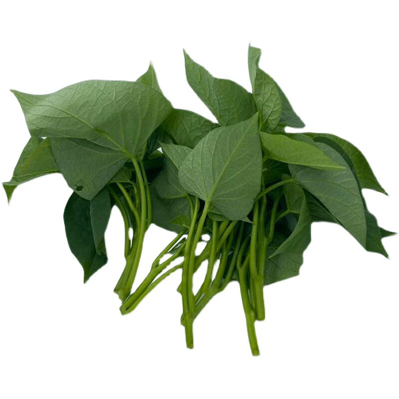 当季新鲜蔬菜野菜地瓜叶