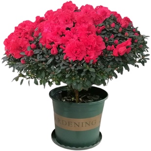 永福花乡园艺 杜鹃花盆栽四季老桩开花 大颗大盆花卉杜鹃花大盆栽