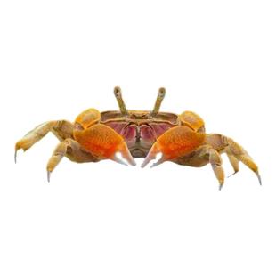 辣椒蟹迷你深水蟹微景观观赏蟹恶魔蟹豹点蟹相手蟹蝴蝶蟹淡水螃蟹