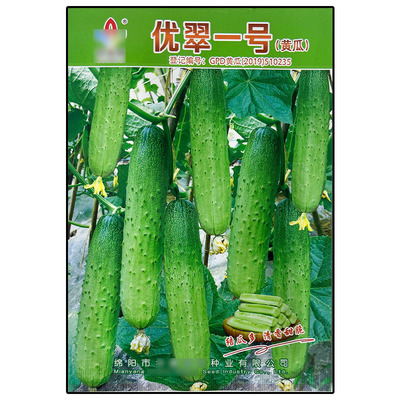 优翠一号5g水果黄瓜种子孑籽香