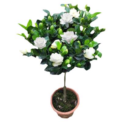 独杆栀子花盆栽树苗室外牡丹