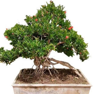 精品石榴盆景盆栽一物一拍开花挂果可食用矮霸大型造型树盆景老桩