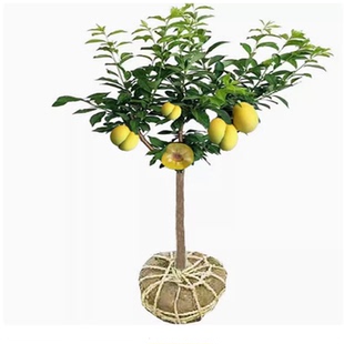 蜂糖李子树苗嫁接特大晚熟脱骨青脆李子果树苗南北方种三华李树苗