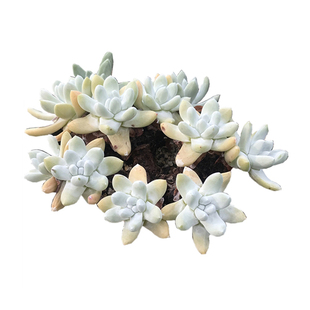 拇指仙女杯白菊多肉野生苹果叶一物一拍帕奇飞图奴婢吉娜老桩多肉