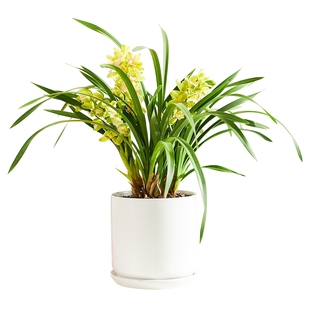 【白玉香兰】花卉盆栽办公室绿植物阳台秋冬耐寒好养活名贵兰花