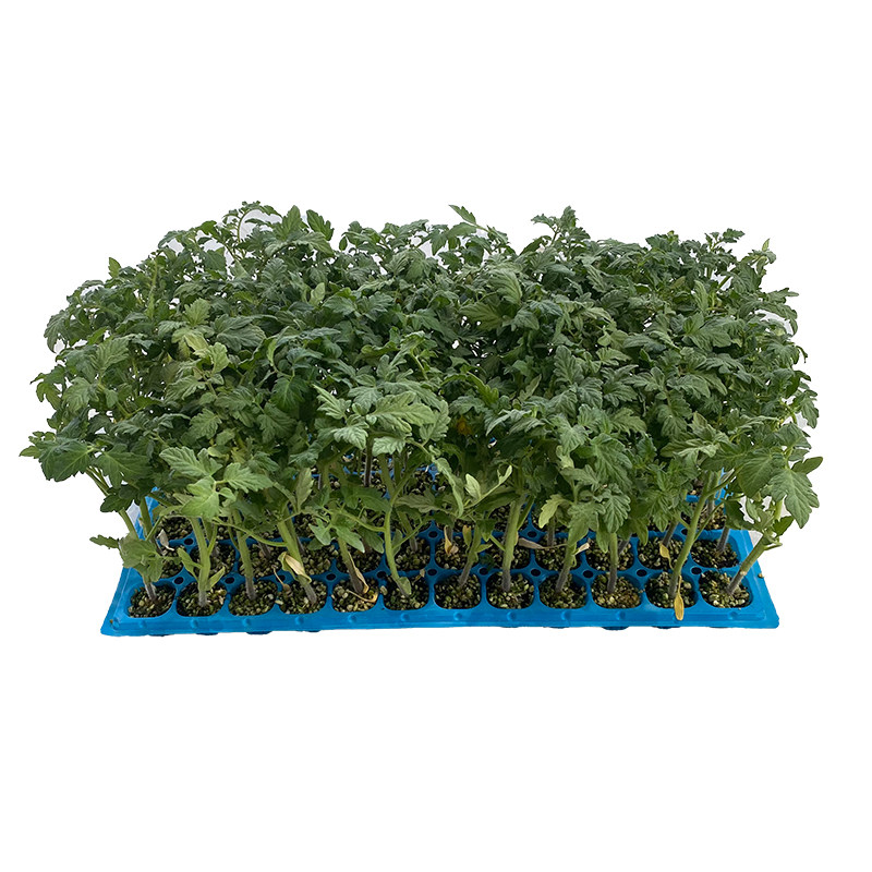 草莓番茄苗铁皮西红柿苗番茄秧苗