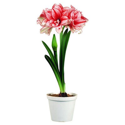 进口朱顶红百子莲盆栽包邮