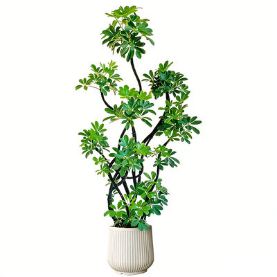 送货上门造型鸭脚木客厅大盆栽