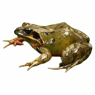 鲜活母林蛙满籽油下单送酱