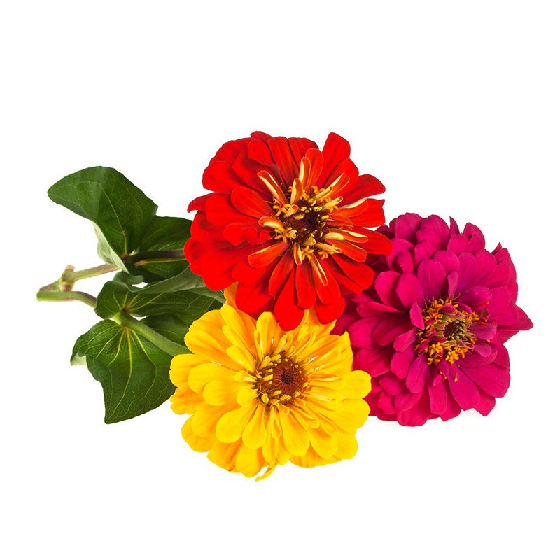 百日草种子Zinna步步对叶菊花籽长花期易种活庭院阳台盆栽春夏播
