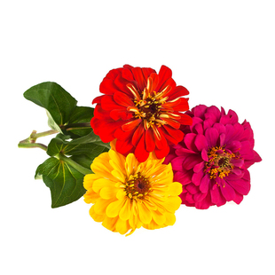 百日草种子Zinna步步对叶菊花籽长花期易种活庭院阳台盆栽春夏播