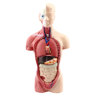 ENOVO颐诺医学幼儿园教育