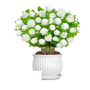 虎头茉莉花盆栽带花苞老桩栀子花室内阳台四季易活绿植物花卉花苗