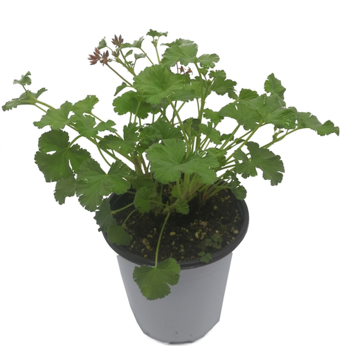 芳香天竺葵 5个品种  玫瑰 香叶 苹果 肉桂  观赏 食用 香草