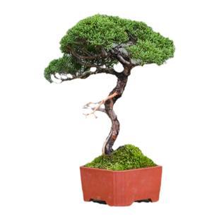 孤品济州真柏微型小品盆景柏树老桩曲干造型室内摆放精品盆栽