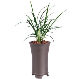 春兰浓香型 雪影 白雪公主带花苞室内外兰花苗好养易活绿植盆栽