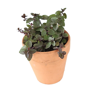 糖果薄荷可食用多年生香草植物盆栽克拉香草水果硬糖味泡水调饮品