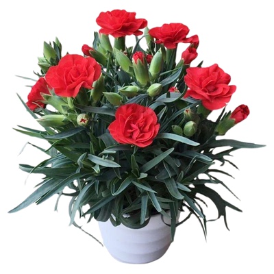 康乃馨盆栽带花苞石竹花绿色开花室内阳台客厅绿植花卉好养活礼物