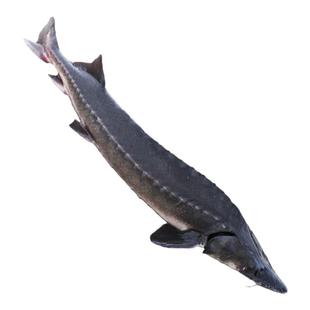 鳇鱼黑龙江特产鲟鱼鲜活速冻黄鱼七里浮子整条淡水鱼大鲟鳇鱼肉段