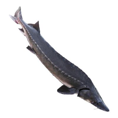 淡水鱼抚远鲟鱼抚远鲟鳇鱼整条