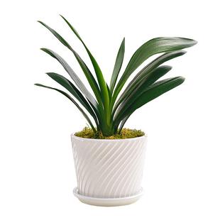 镜绿 君子兰室内桌面盆景四季绿色植物元宝开花盆栽花卉常绿好养