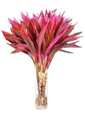 鸿运竹室内水培绿植盆栽客厅招财