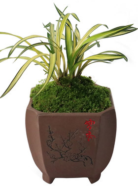 兰花苗 春兰矮种中透叶艺白月光 高档线艺草室内绿植花卉香水盆栽