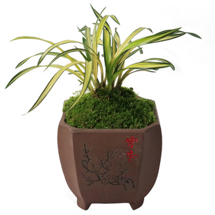 兰花苗 春兰矮种中透叶艺白月光 高档线艺草室内绿植花卉香水盆栽