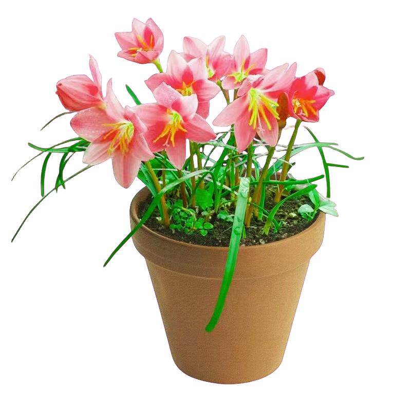园林绿化植物葱兰花风雨兰多年生
