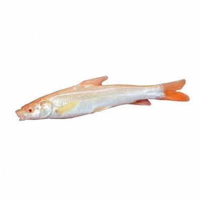 红眼银鳕鱼苗民江食用观赏淡水鱼