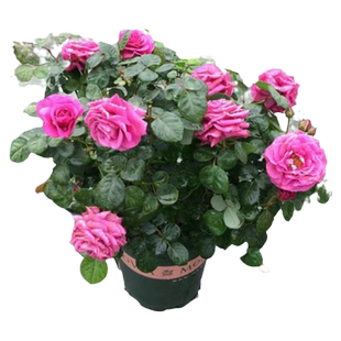 冥王星阳台月季花苗 淡紫色丰花微月多头大花庭院阳台盆栽花卉