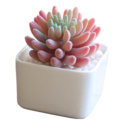 仿真多肉植物陶瓷花盆摆件