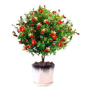 石榴花苗盆栽景带果发货可食用植物室内花卉绿植年宵花四季开好养