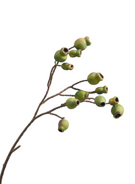 茉茵僵尸果小众网红插花素材