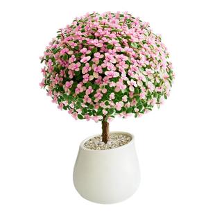 金枝玉叶花卉盆栽独杆老桩大颗好养多肉植物造型盆景花卉阳台绿植