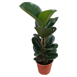 绿金刚橡皮树黑金刚室内客厅阳台绿植大盆栽花卉老桩四季常青好养