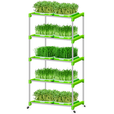 豆芽托盘种植水培蔬菜