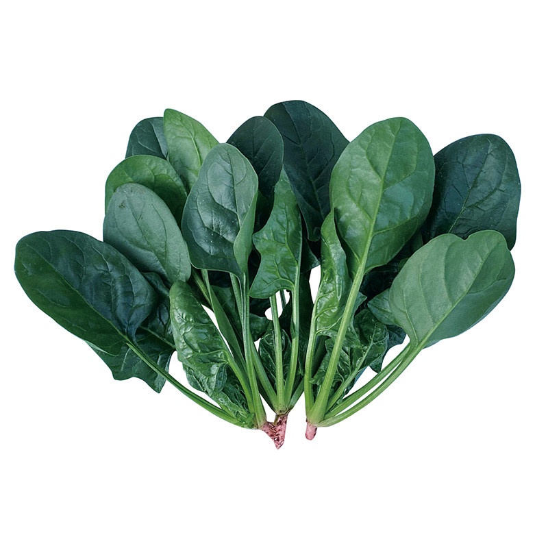 大叶菠菜种子四季易种原生态菠菜籽种子耐热耐寒越冬蔬菜种子