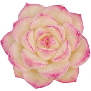 红女王多肉植物女王麦秆多肉天鹅绒韩版贵货室内防辐射新手好养活