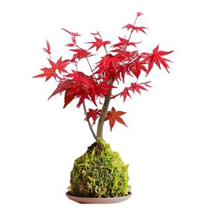 带花苞迷你型月季玫瑰姬月季苔玉苔藓球阳台窗台桌面绿植室内花卉