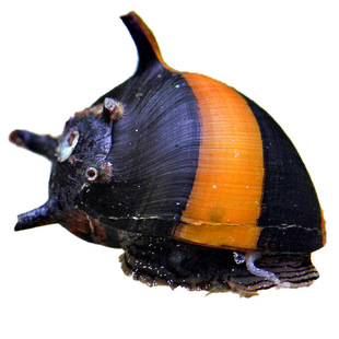 观赏螺鲍鱼螺除藻工具黑金刚洋葱斑马杀手蜜蜂角螺黄金紫纹顺丰