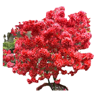 映山红树苗老桩杜鹃花盆栽带花苞双四季开花野生花苗耐寒庭院盆景