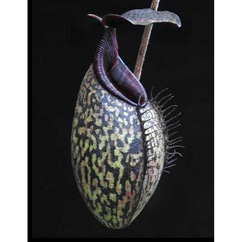 【显目交马兜铃猪笼草】食虫植物大型绿植食虫草捉虫阳台窗台