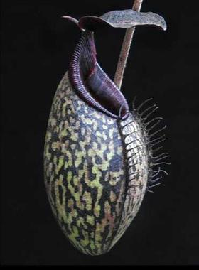 【显目交马兜铃猪笼草】食虫植物大型绿植食虫草捉虫阳台窗台