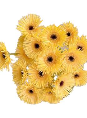 香槟色小太阳拉丝非洲菊扶郎花
