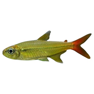 红尾科佩依南美灯科鱼高端灯鱼稀有鱼热带鱼小型淡水鱼草缸群游鱼