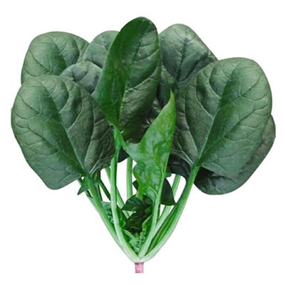大叶菠菜种子菠菜籽种四季地爬菠菜种孑耐寒越冬蔬菜耐热秋播盆栽
