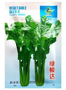 根达菜劈着吃莙荙菜蔬菜种子
