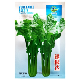 根达菜种子牛皮菜籽蔬菜种孑阳台盆栽君达菜四季莙荙菜厚皮菜农家